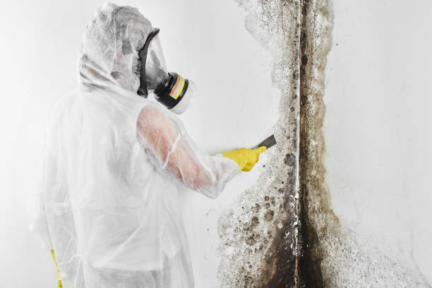 Best Environmental Consulting for Mold Prevention  in Somerset, KY